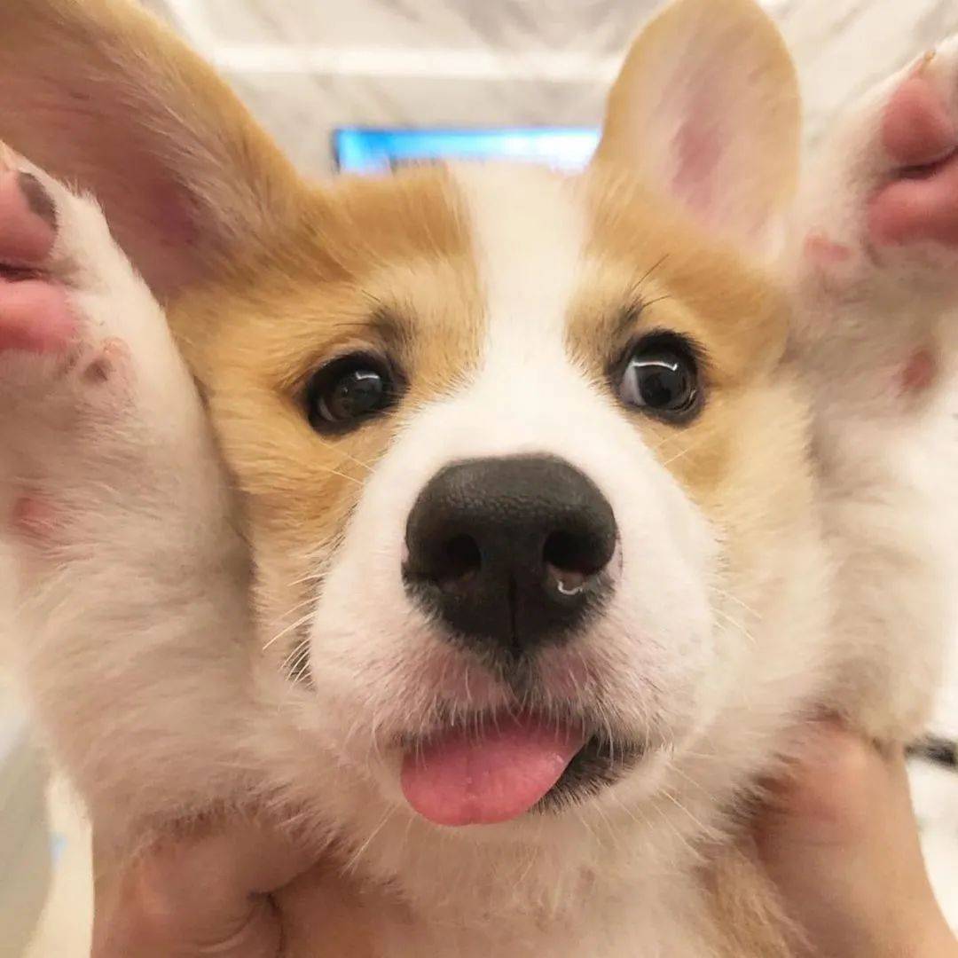 柯基宝宝喜欢吐小舌头,萌爆了.