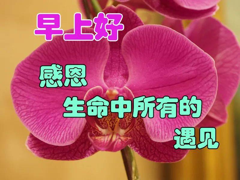 早上好节日快乐图片图片