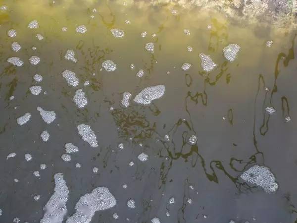 一般认为"硅藻水不稳定,绿藻水不丰富"而此水色兼备了硅藻和绿藻的的