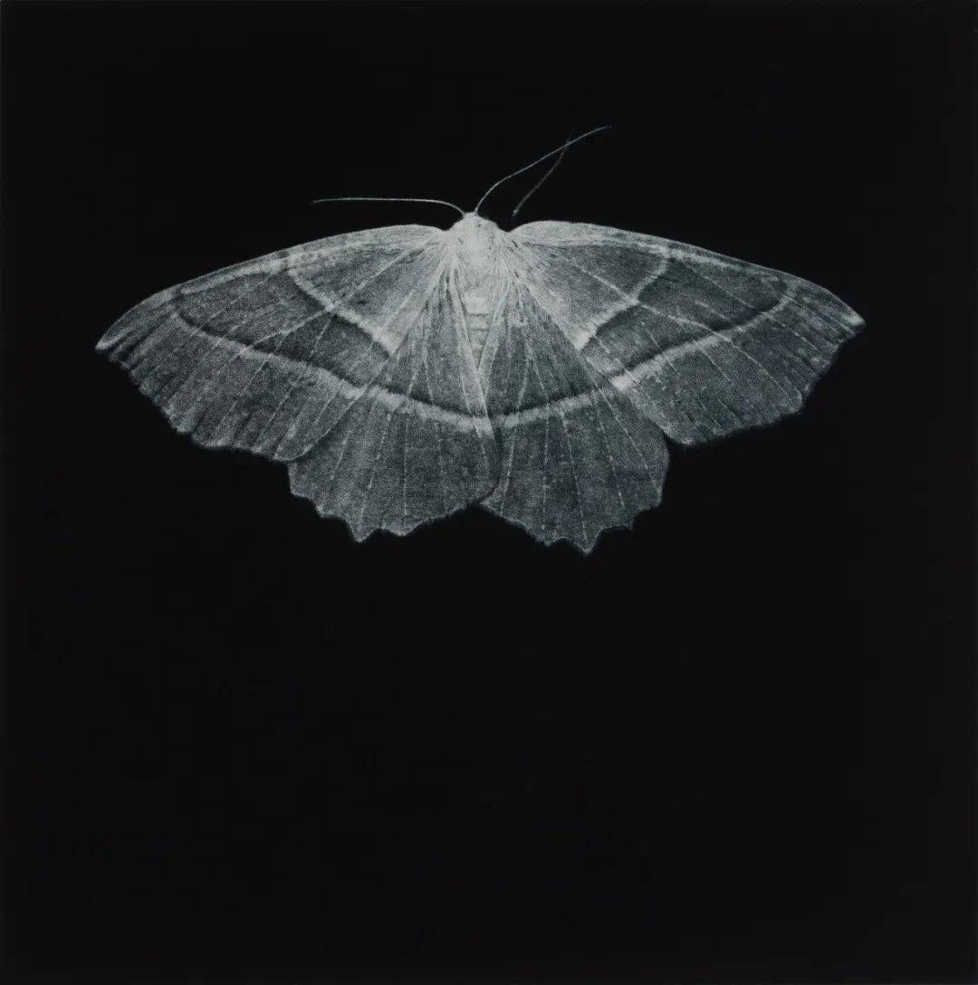 线上展厅第九期第六届上海铜版画展国际美柔汀特展艺术家解读