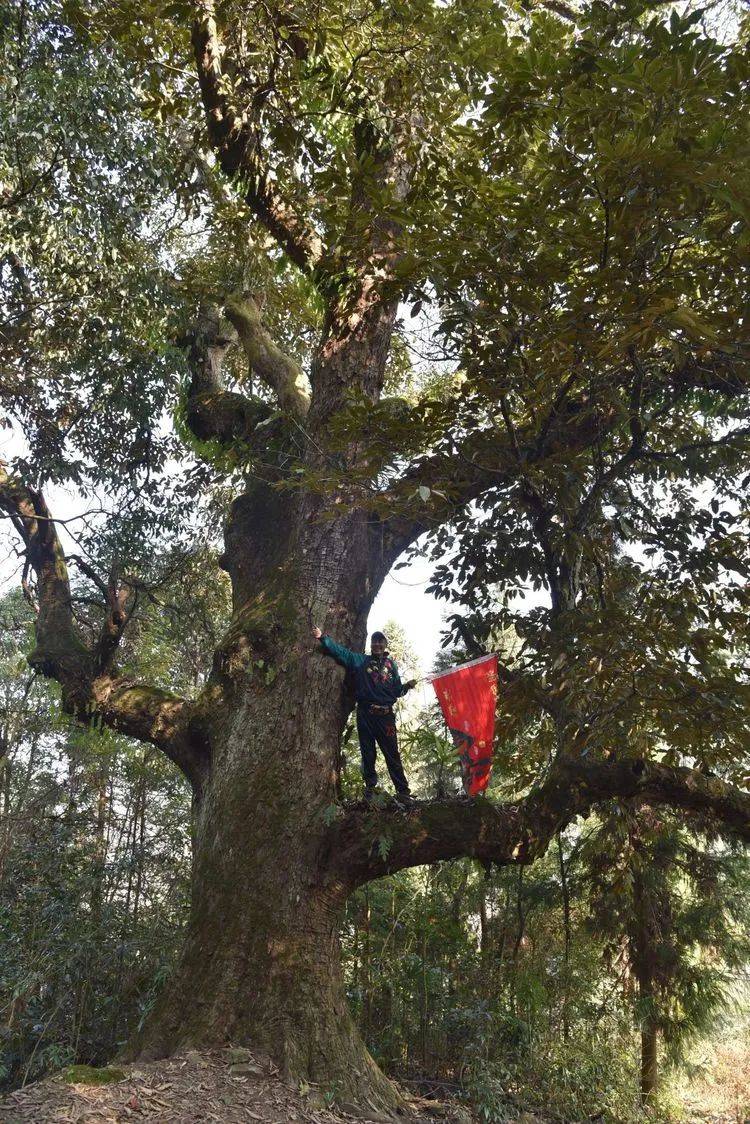 走遍龙山 29 湘西的古树