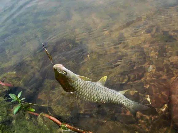 有多少人钓到过这种鱼水中消失的精灵