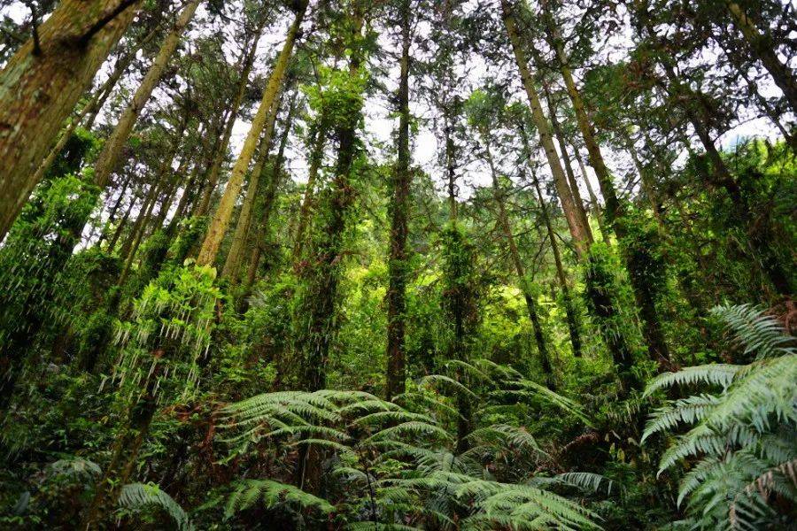 千家峒森林公园位于永州市江永县高泽源林场境内,距县城20千米.