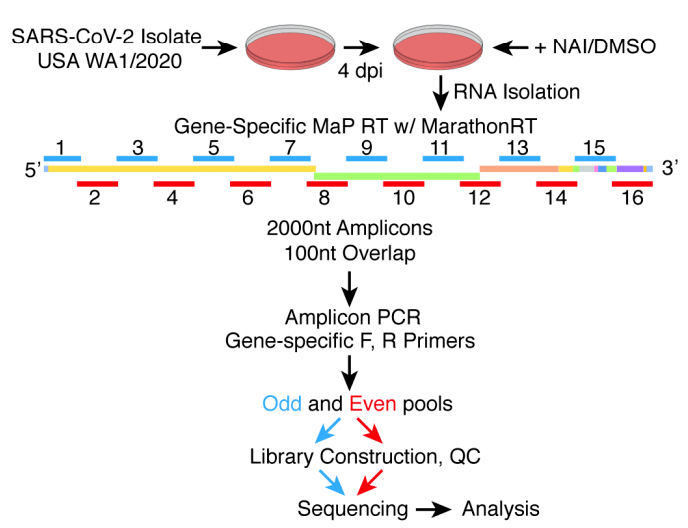 文献阅读 |新冠病毒基因组结构与调控机制