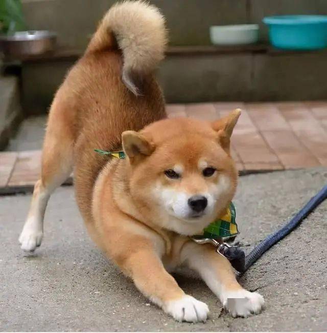 养狗须知:原来狗狗对着你伸懒腰,是有重要事情告诉你!