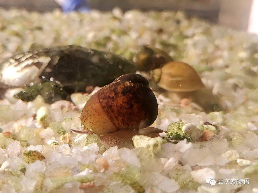 图十八 东北田螺图十九 东北田螺图二十 东北田螺来自哈尔滨松花江