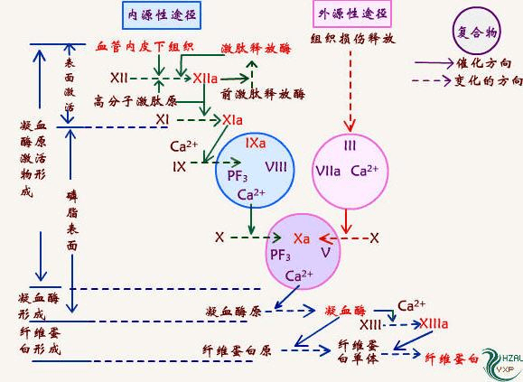 内外凝血途径口诀图图片