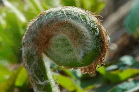 新西蘭國花銀蕨抵達崇明!通過檢疫評估後,明年將亮相花博會