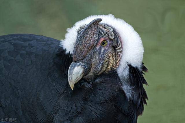 鸩鸟是什么鸟为什么剧毒早在山海经里就有了答案