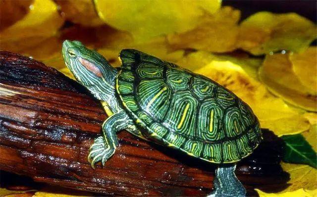 小小的巴西龟你会养么