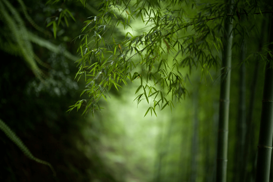 天地有清客,人間有青竹_竹林