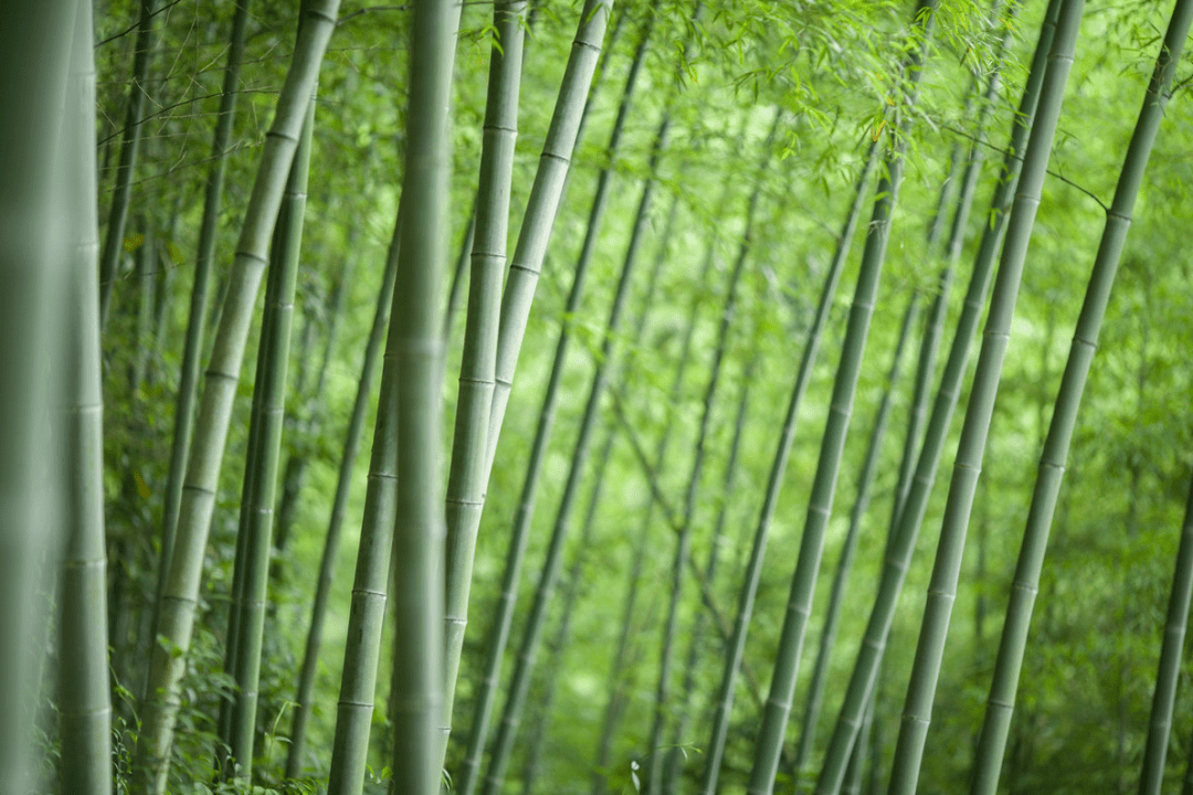 天地有清客,人间有青竹