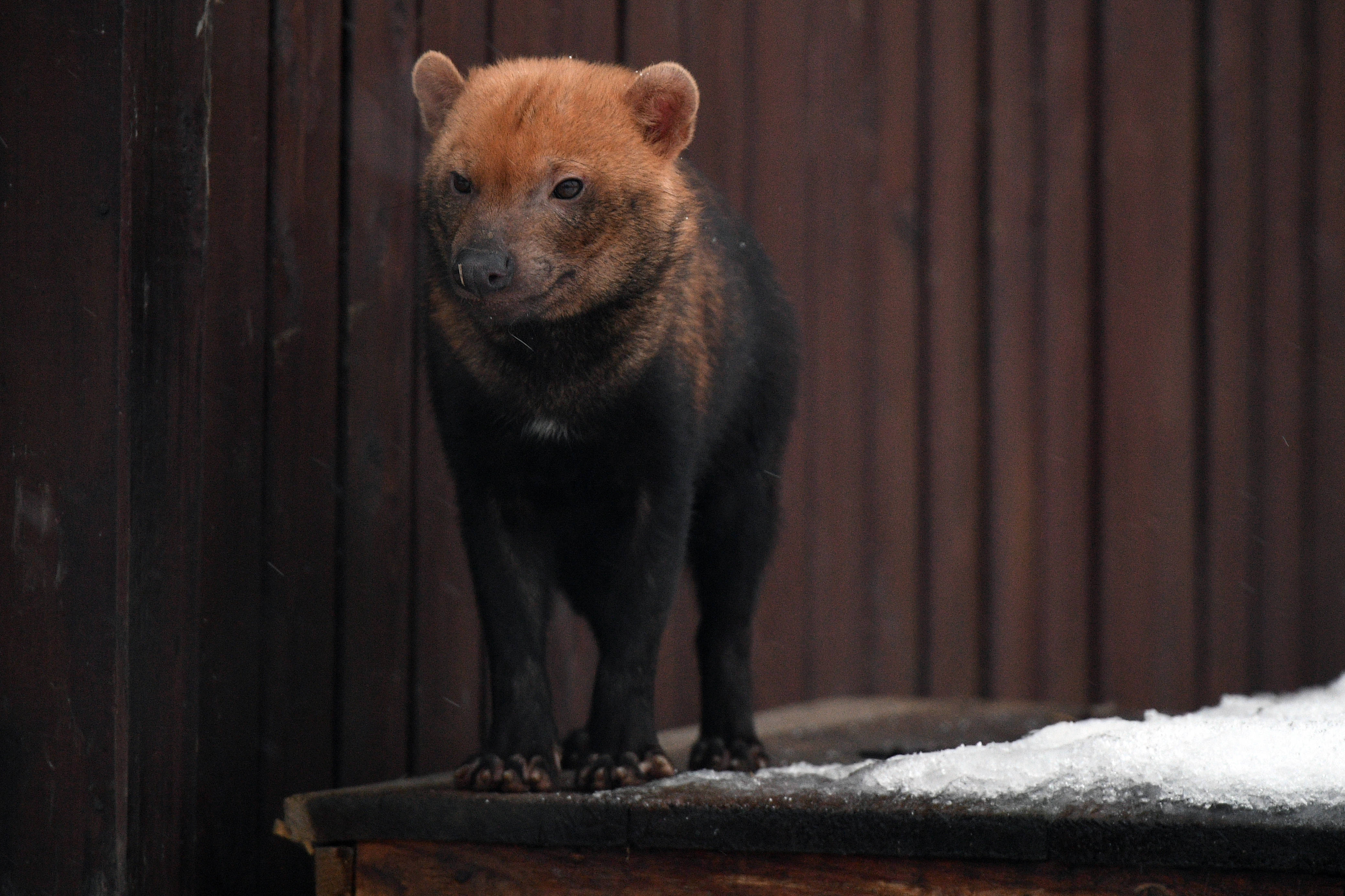 这是1月4日在俄罗斯莫斯科动物园拍摄的薮犬