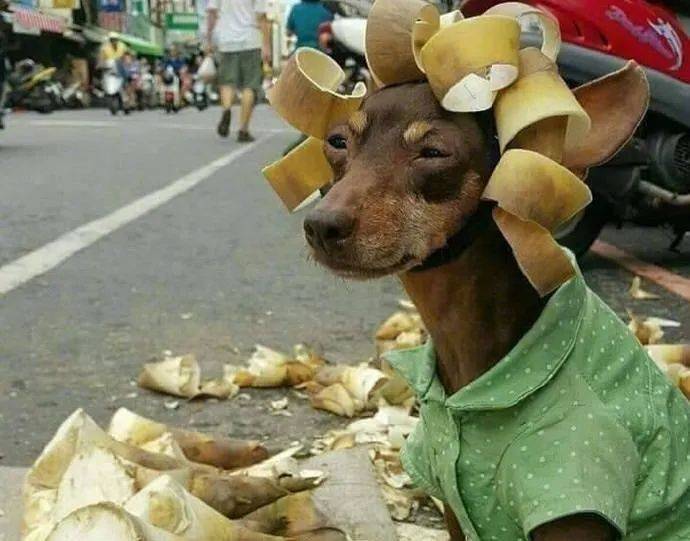 这是谁家狗丢了怎么长的那么潦草