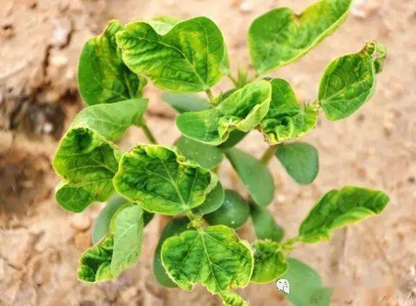 为啥我的地里药害这么严重咋解决