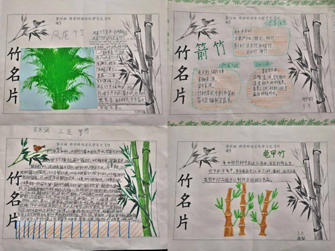 竹子记录卡三年级图片