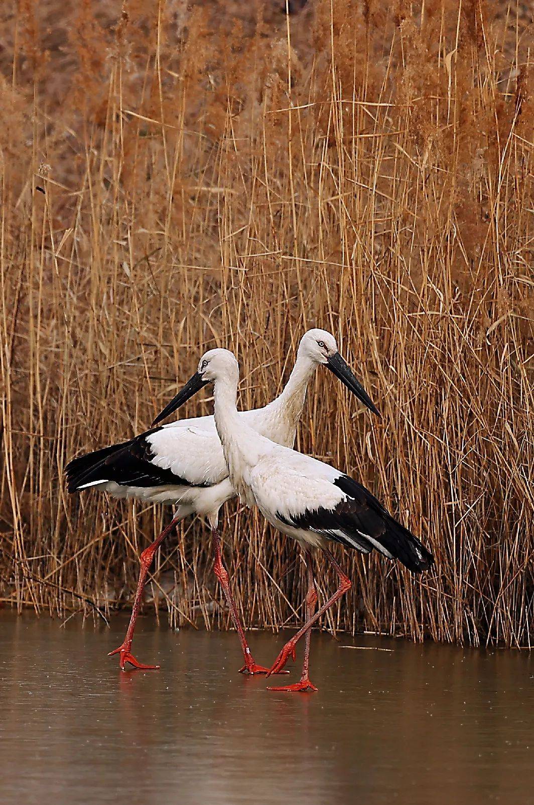 快看!誉为"鸟中大熊猫"之称的东方白鹳飞临商丘