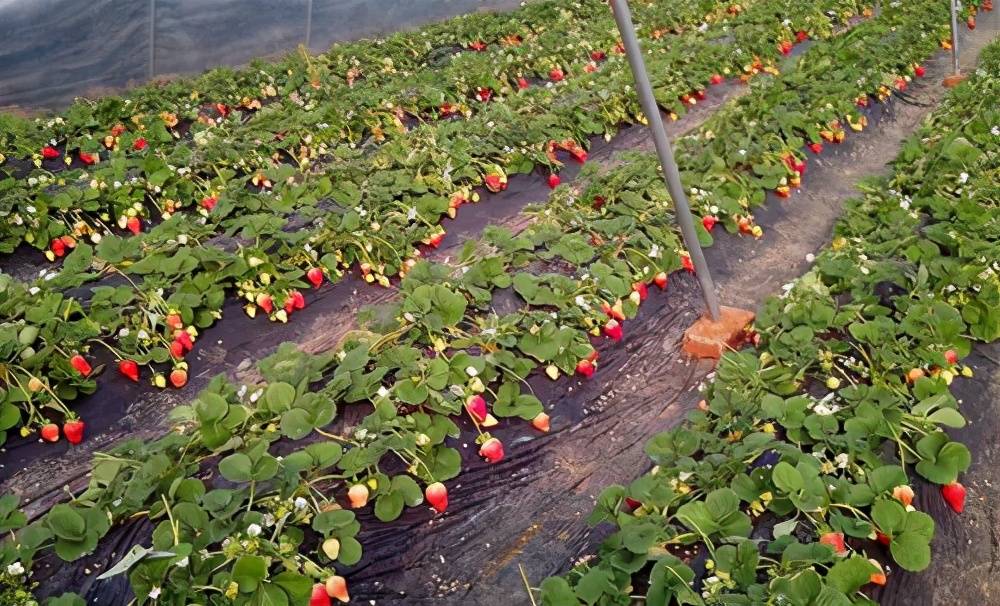 尤其是在新发展草莓生产的地区多是从种植露地草莓开始的,我国的南