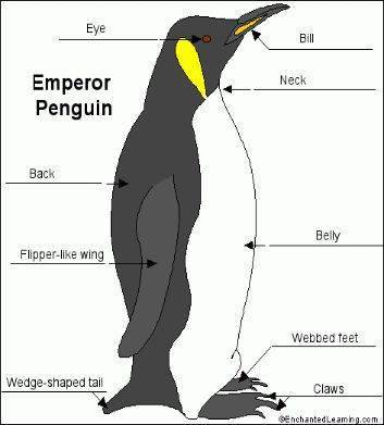 企鹅的身体部位名称图图片