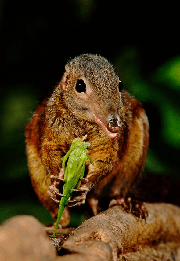 动物界的辣妹子无辣不欢的树鼩为了吃都基因突变了