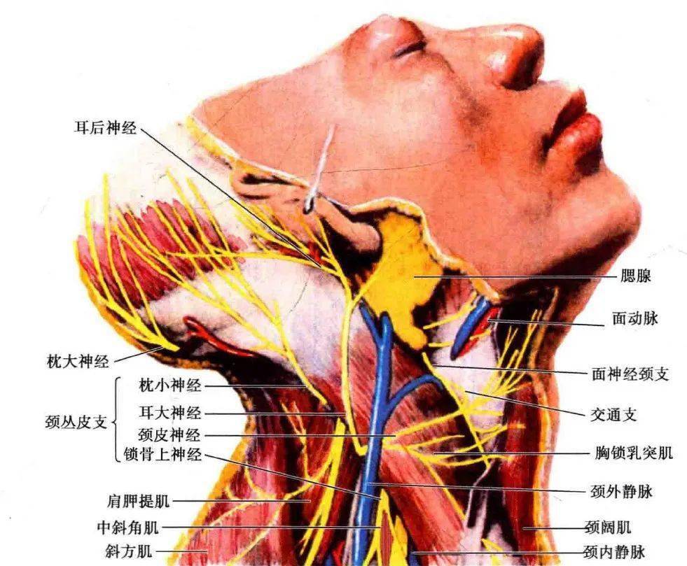 颈交感神经节位置图片