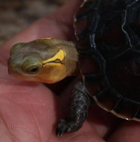 安缘苗和台缘苗的区分图示