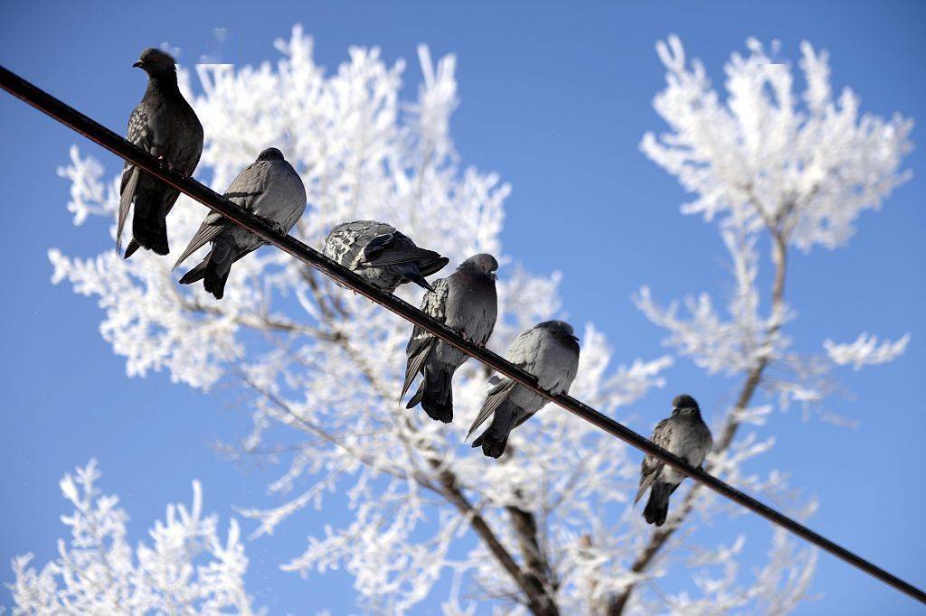 土耳其:鸽子站在电线杆上欣赏冬日美景