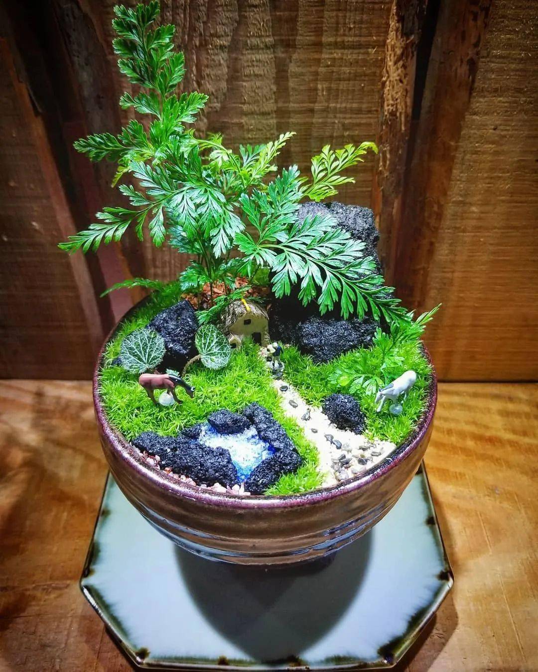 开眼了苔藓原来还能这么玩