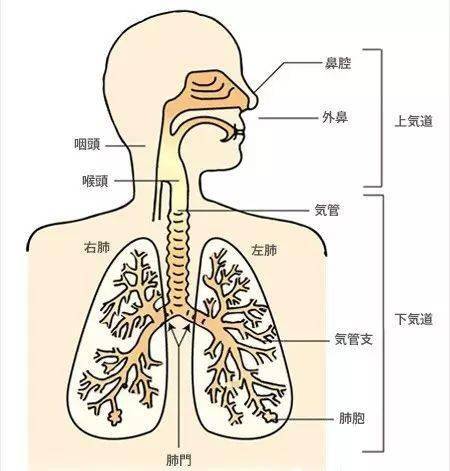 人体发音器官示意图图片