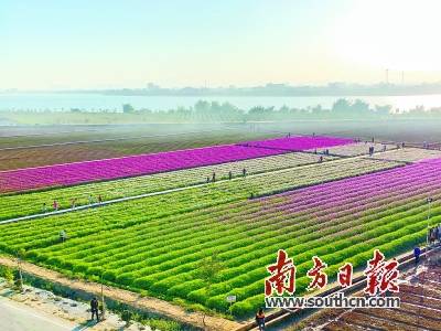 在潮安区江东镇下湖村,成片盛开的七色花海迎风摇曳,载着欢声笑语的小