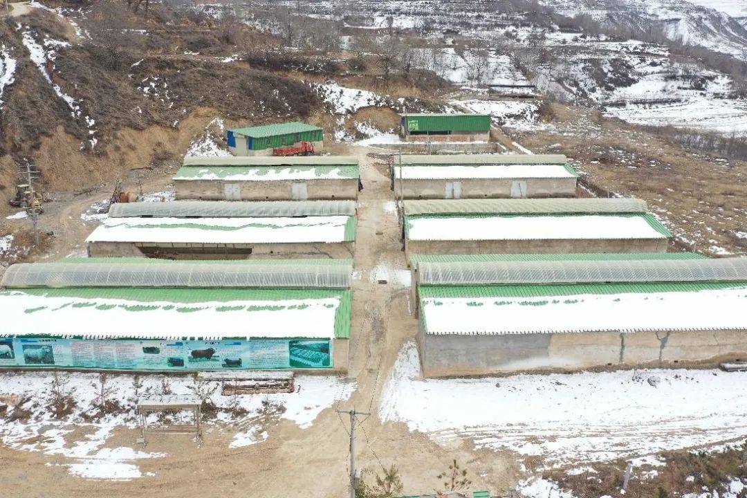 临夏县井沟乡养殖产业旺起来农民腰包鼓起来