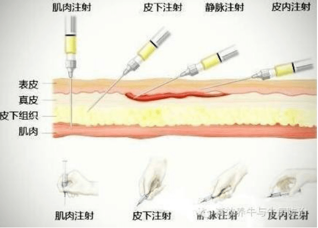 牛肉注射卡拉胶技术图片