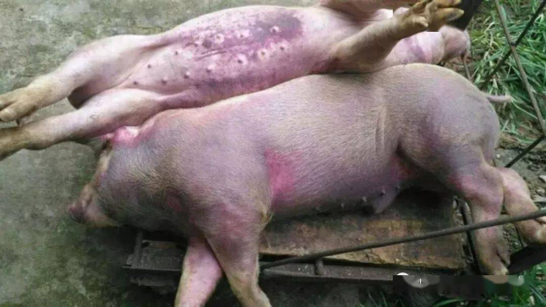 温和型猪瘟症状图片图片
