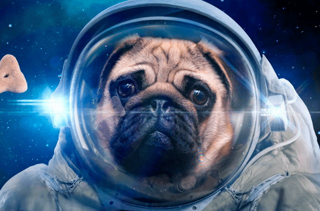 第一只登上太空的狗在太空中漂浮了63年为科学奉献宝贵生命