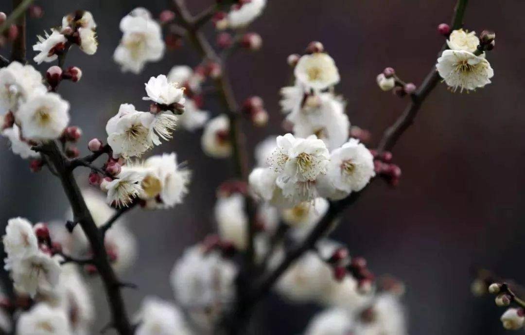 梅花的香味,尤与众花不同.最爱的,还是梅香.