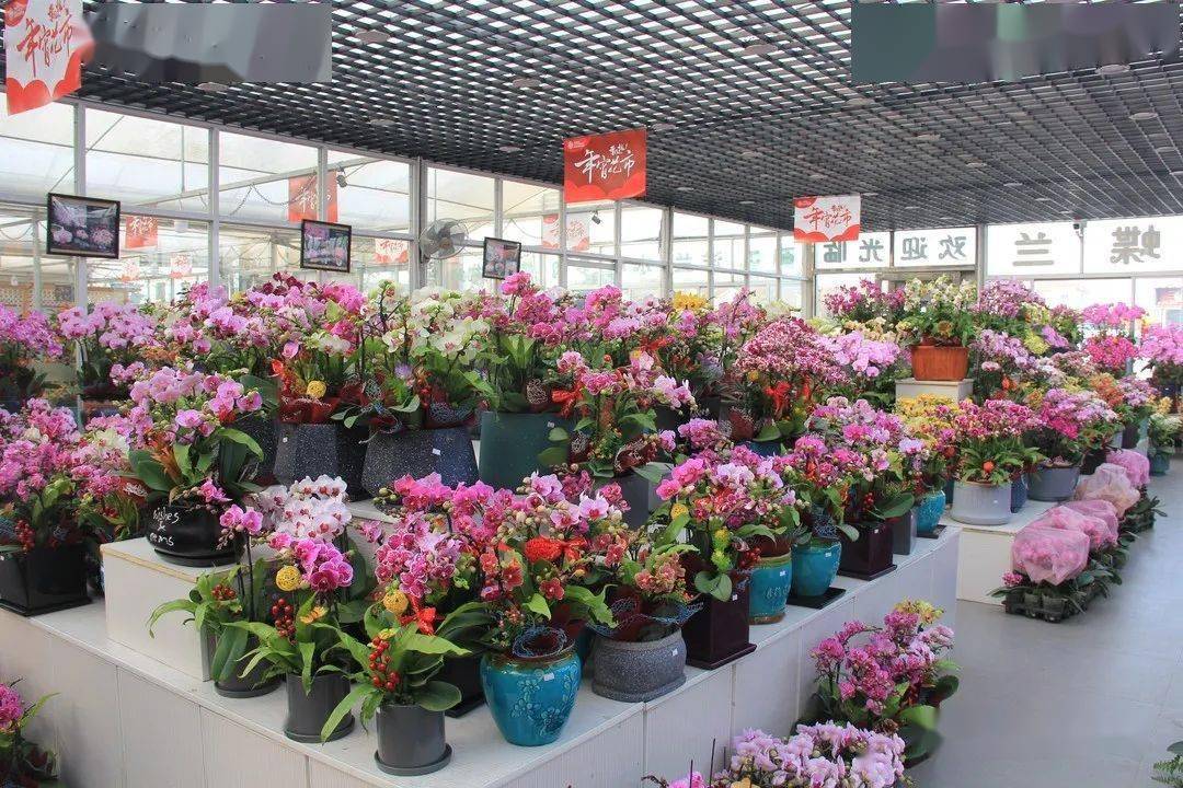 年宵花销售正在火热进行,大家可导航"夏溪花木市场—花卉绿植批零中心