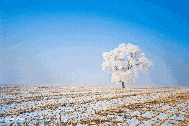 图片来源xlei每到寒冬,不冻的江水中升腾的水雾遇冷,在树上凝结为霜花