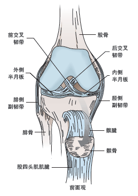 胫侧副韧带(medial collateral ligament,mcl)帮助维持膝内侧的稳定性