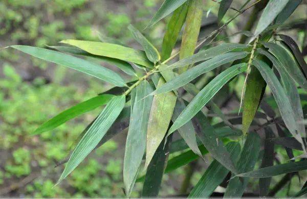 (竹种类)鬼角竹