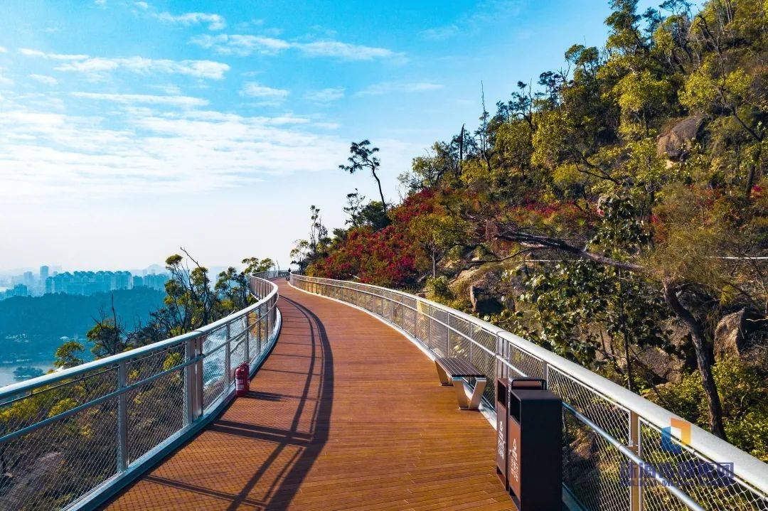 板樟山山地步道拟月底开放凤凰山山地步道这段也将开放