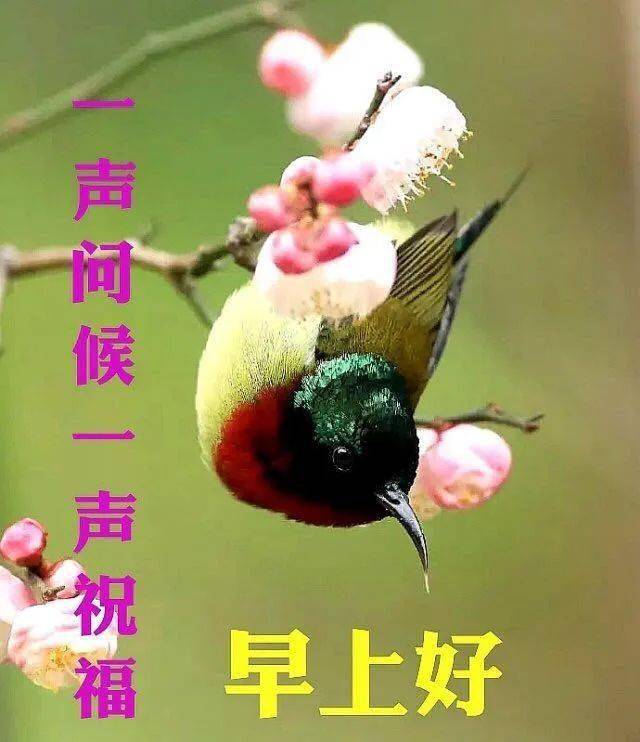 早安圖片帶字,新的一天祝福所有朋友身體健康,平安吉祥!