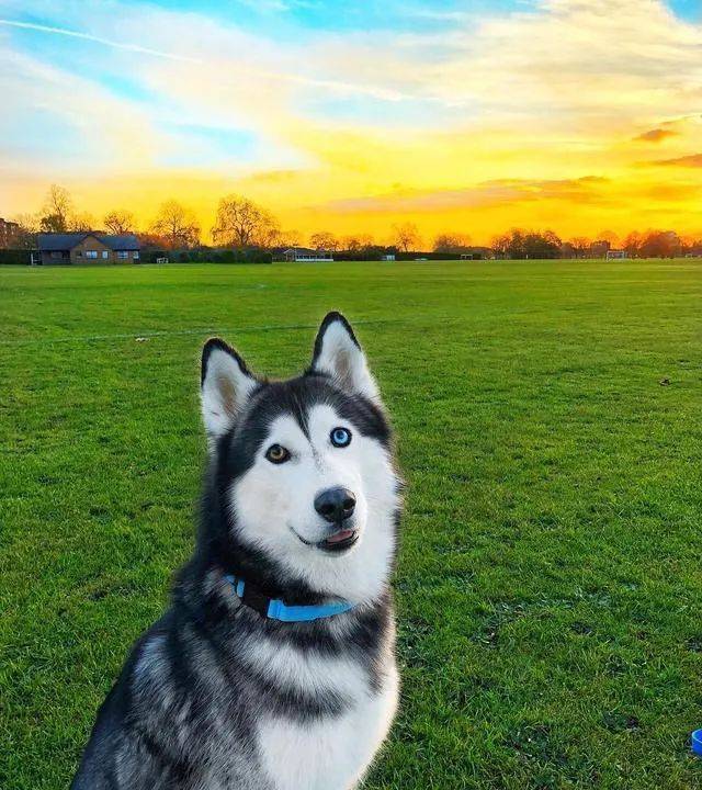 两只眼睛颜色不一样的狗子到底有什么天赋异禀