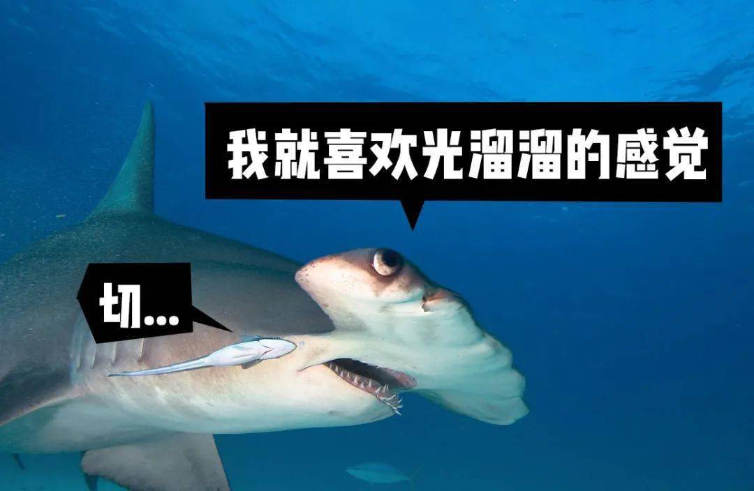 锤头鲨の颜值修炼