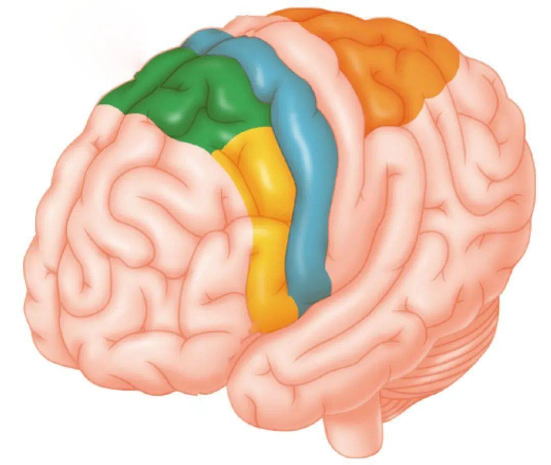 新皮质动物实验中,刺激大脑半球外侧面皮质4区,不仅会引起骨骼肌收缩