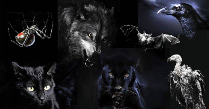 来选一只暗黑系动物就知道 →_黑暗