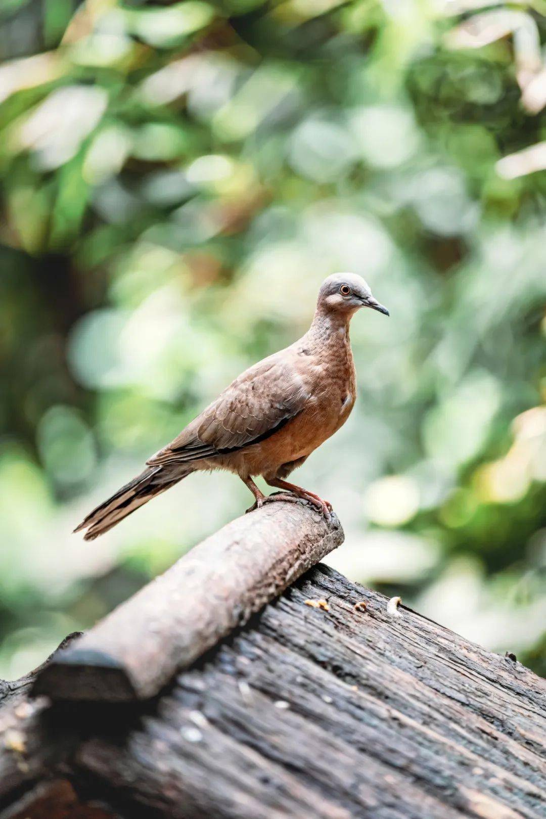 紅腹錦雞鳥綱 雞形目 雉科國家重點保護野生動物產地:我國青海,甘肅