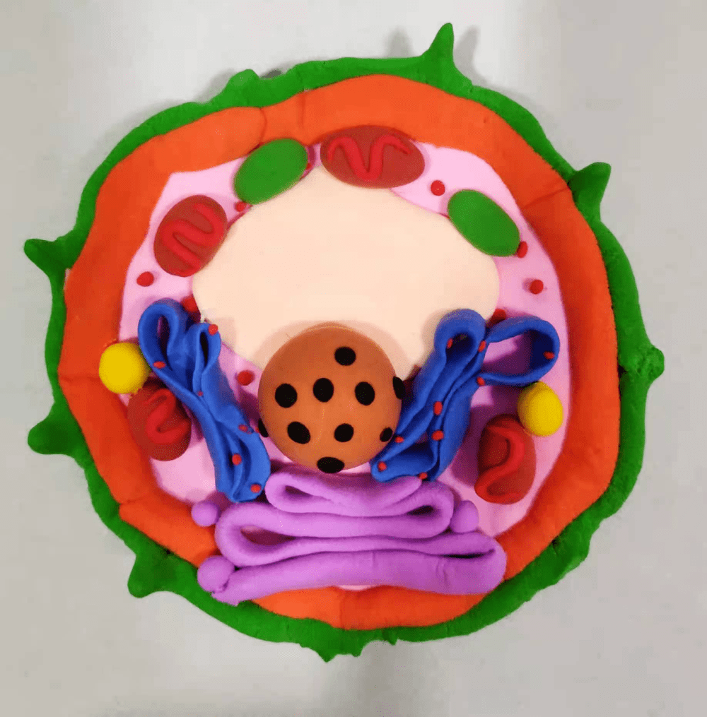 橡皮泥生物细胞模型图图片