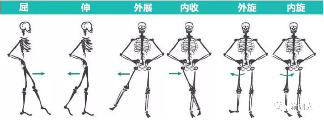 髋关节内旋外旋示意图图片