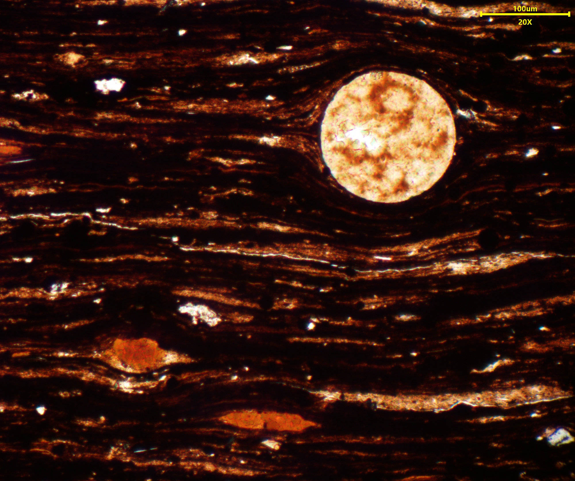 偏光显微镜下的奇幻世界