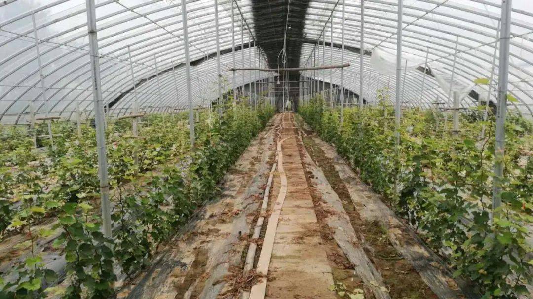 67赣南种植葡萄的休眠也许你的某个操作就改变了它